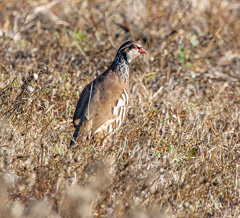 Red legged partridge