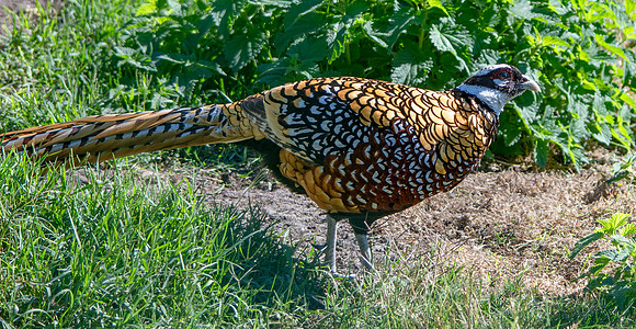 Reeves pheasant