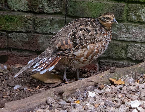 Reeves pheasant, female