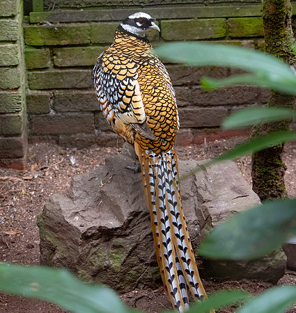 Reeves pheasant