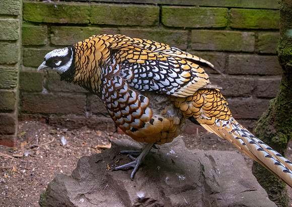 Reeves pheasant