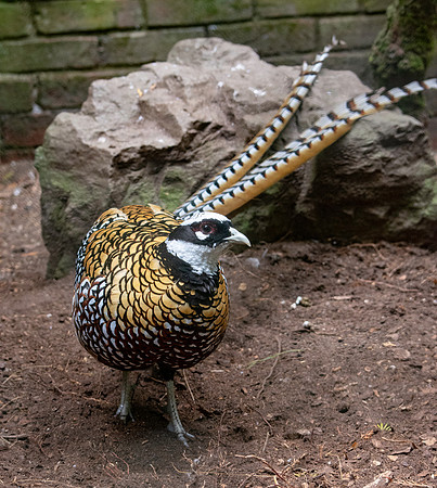 Reeves pheasant