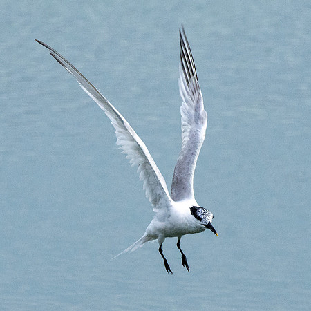 Sandwich tern