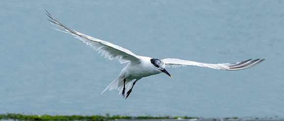 Sandwich tern