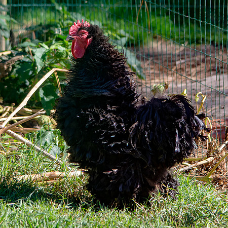 Serama chicken