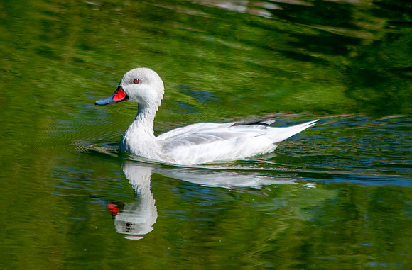 Silver bahama pintail