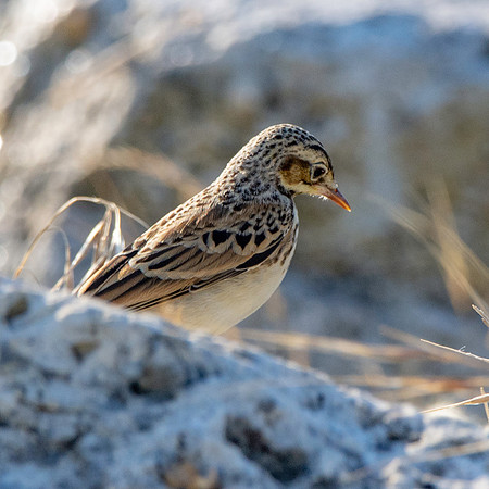 Skylark
