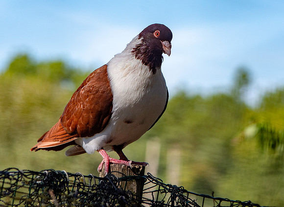 Strasser pigeon