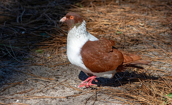 Strasser pigeon