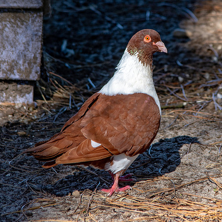 Strasser pigeon