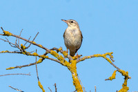 Tawny pipit