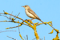 Tawny pipit