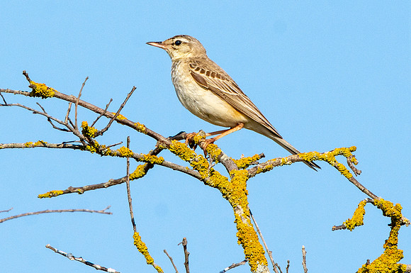 Tawny pipit