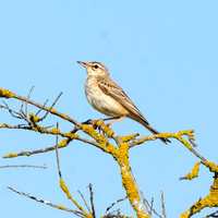 Tawny pipit