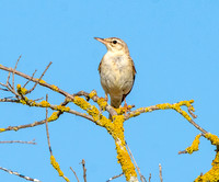 Tawny pipit