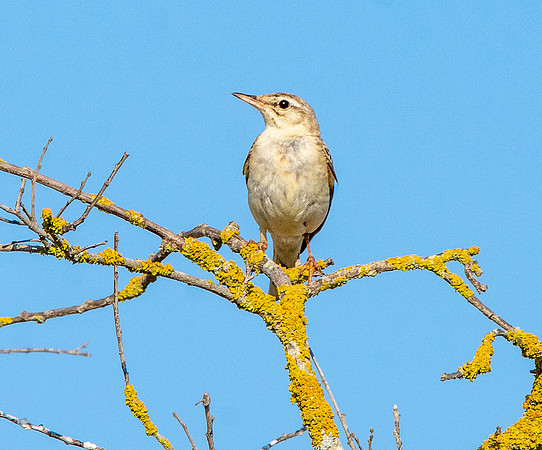 Tawny pipit
