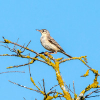 Tawny pipit