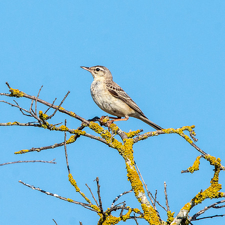 Tawny pipit