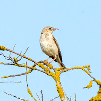 Tawny pipit