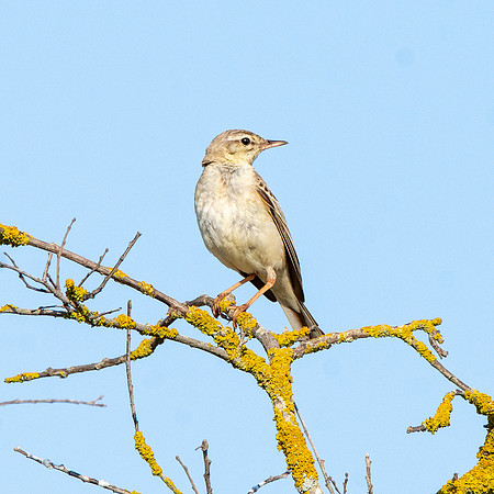 Tawny pipit