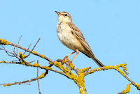 Tawny pipit