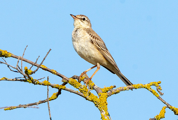 Tawny pipit