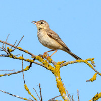 Tawny pipit