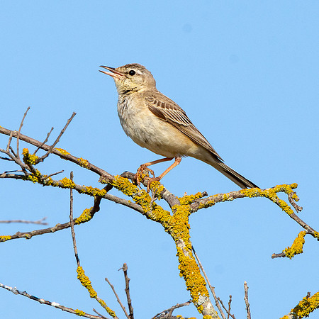 Tawny pipit