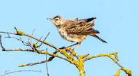 Tawny pipit