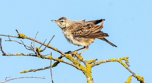 Tawny pipit