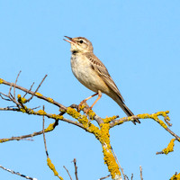 Tawny pipit