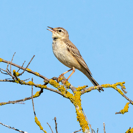 Tawny pipit