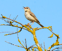 Tawny pipit
