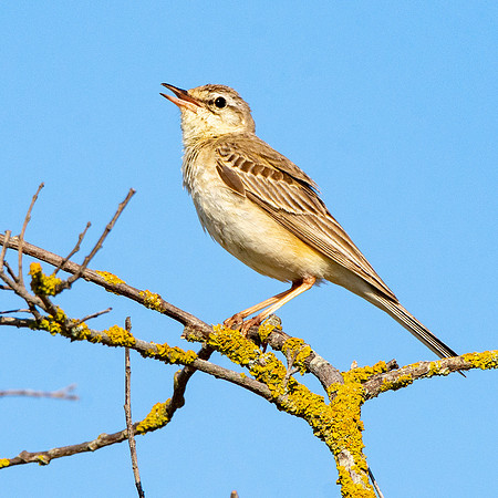 Tawny pipit