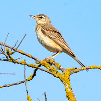 Tawny pipit