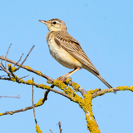 Tawny pipit
