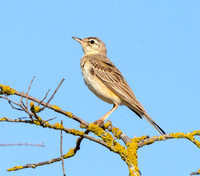 Tawny pipit