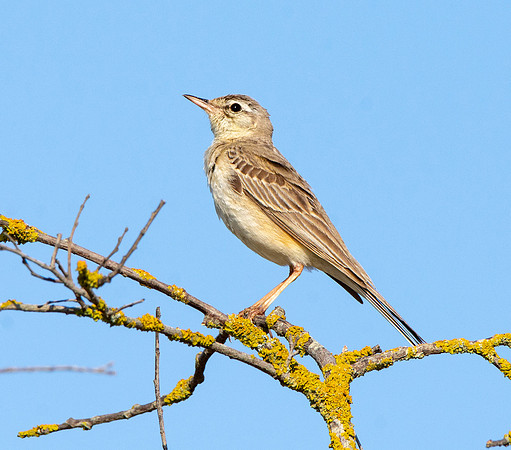 Tawny pipit