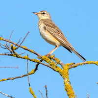 Tawny pipit