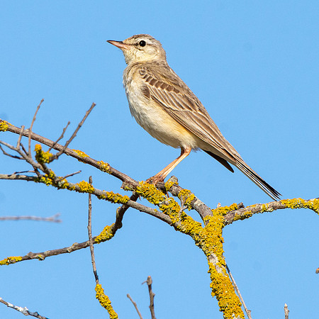 Tawny pipit