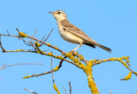 Tawny pipit