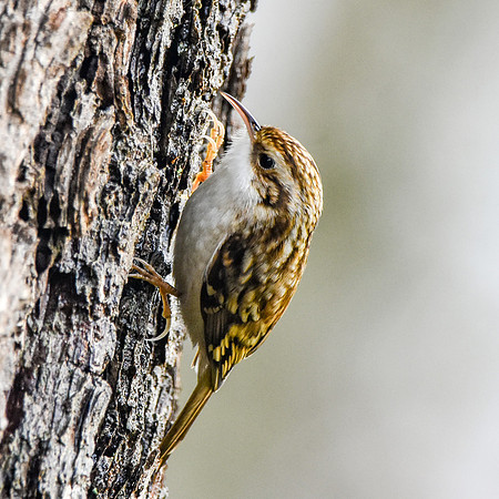 Treecreeper