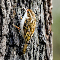 Treecreeper