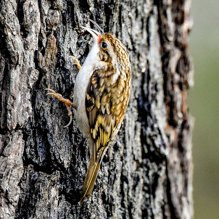 Treecreeper