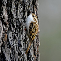 Treecreeper