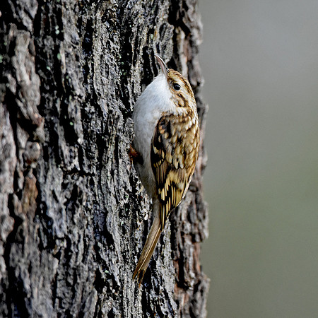 Treecreeper