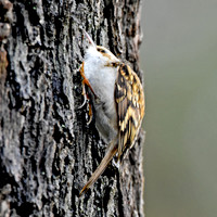Treecreeper
