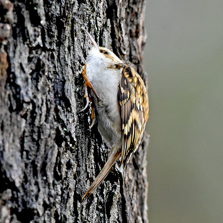 Treecreeper