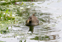 Water rail