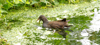 Water rail